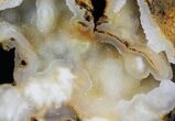 Agatized Fossil Coral With Druzy Quartz - Florida #30703-1